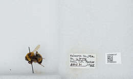 Слика од Bombus affinis Cresson 1864