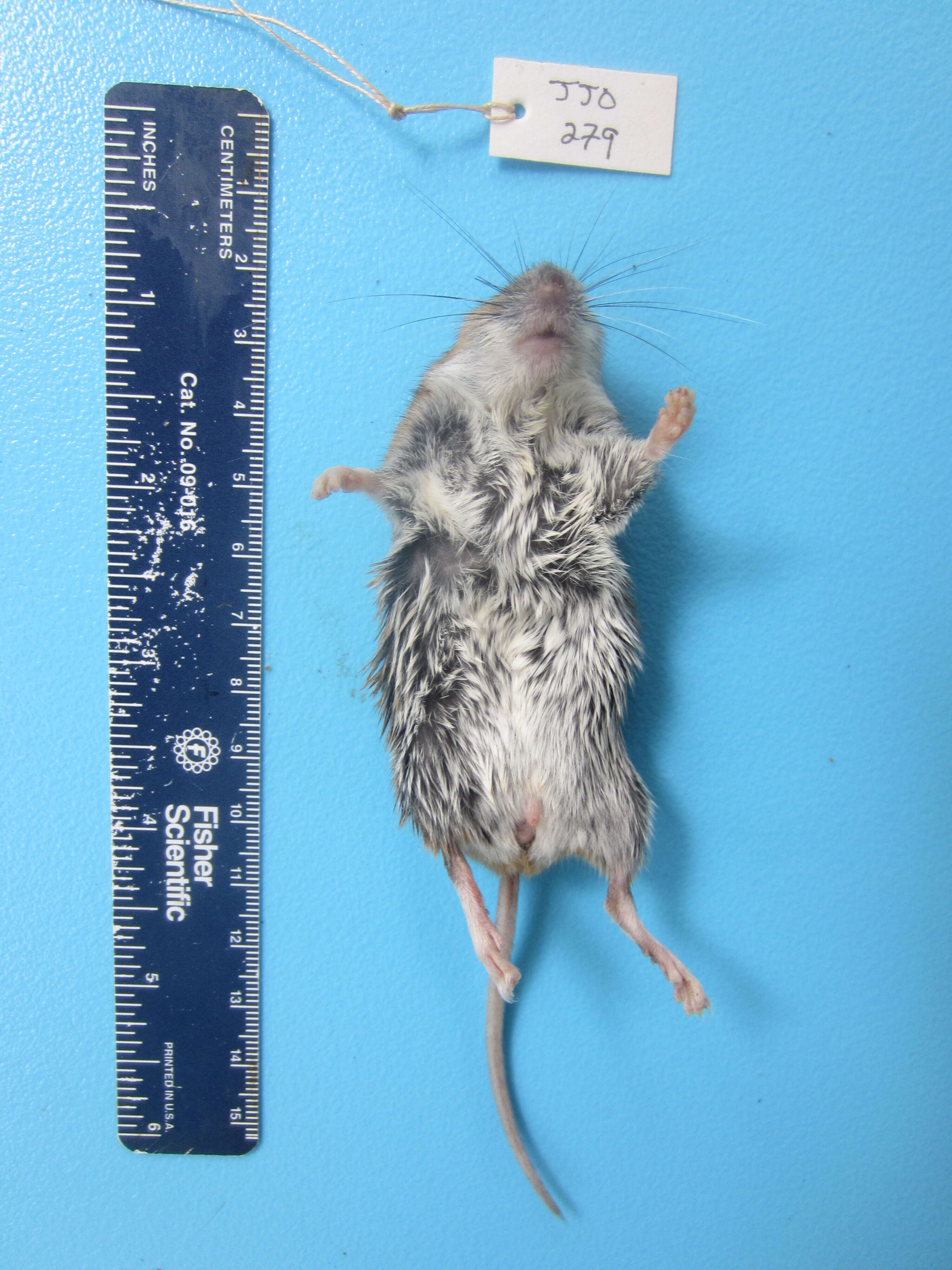 Image of White-footed Deermouse