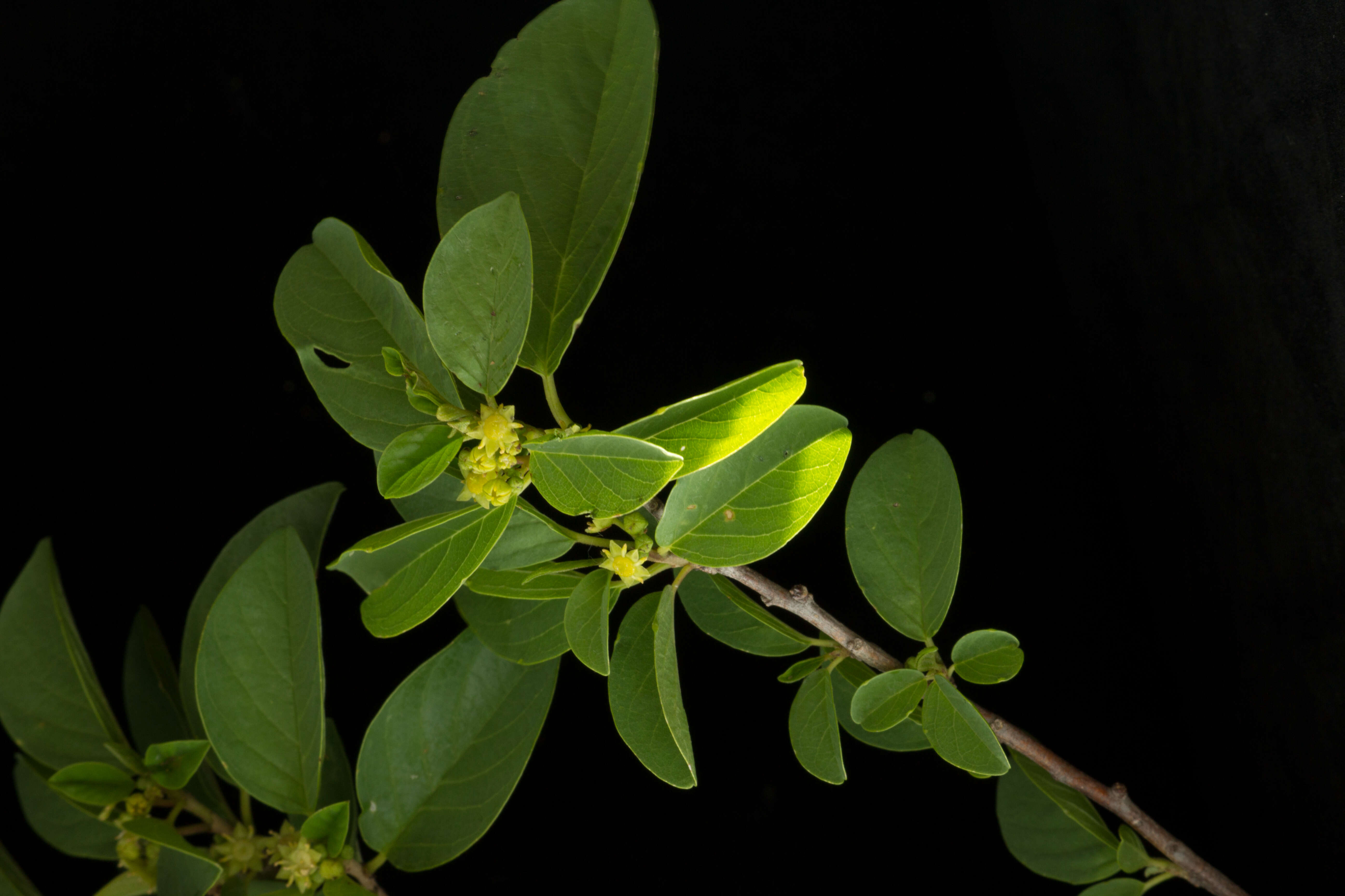 Image de Colubrina elliptica (Sw.) Briz. & W. L. Stern