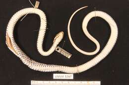 Image of Fronted Ground Snake