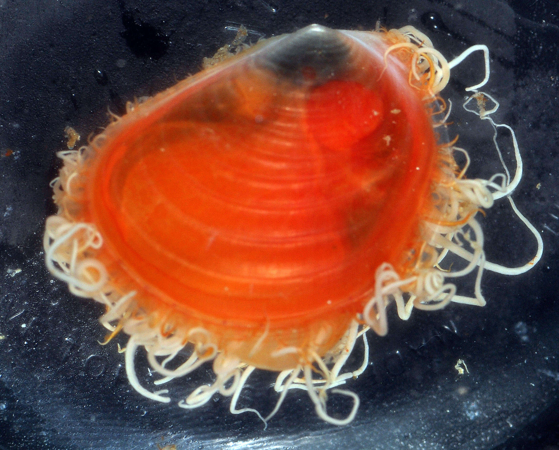 Image of Mantellina translucens Harasewych & Tëmkin 2015