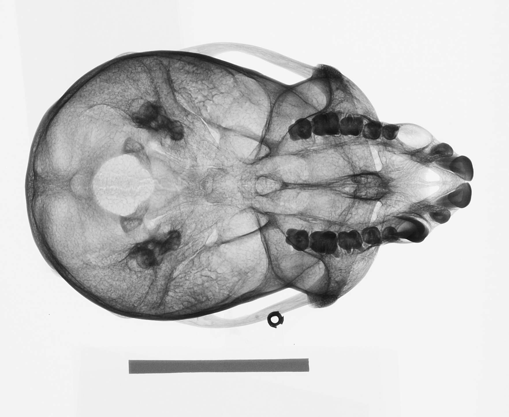 Image of Cercopithecus nictitans martini Waterhouse 1838