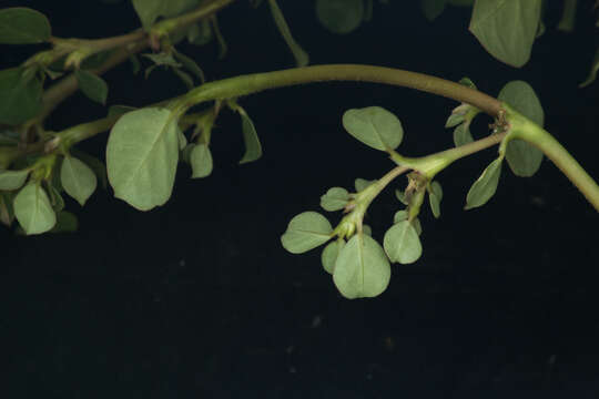 Image of desert horsepurslane