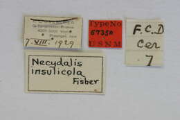 Image of Necydalis insulicola Fisher 1936