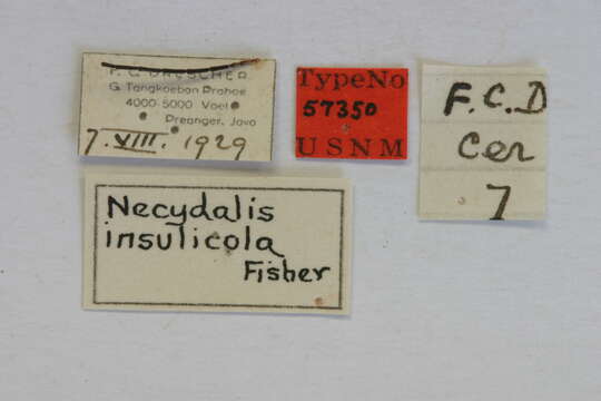 Plancia ëd Necydalis insulicola Fisher 1936