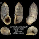 Image of <i>Cerion utowana abbotti</i> Clench