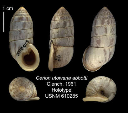 Image of <i>Cerion utowana abbotti</i> Clench