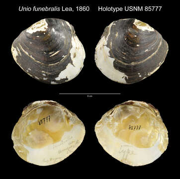 Image of Unio funebralis Lea