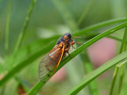 Image of Decim Periodical Cicada