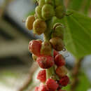 Imagem de Neraudia kauaiensis (Hillebr.) R. S. Cowan