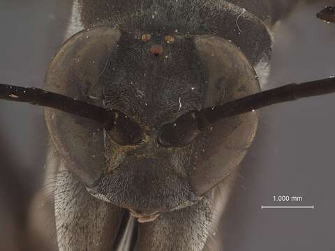 صورة Atopompilus taiwanianus Tsuneki 1989