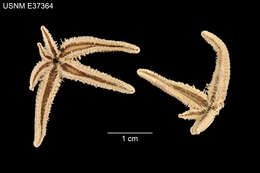 Image of Sclerasterias alexandri (Ludwig 1905)