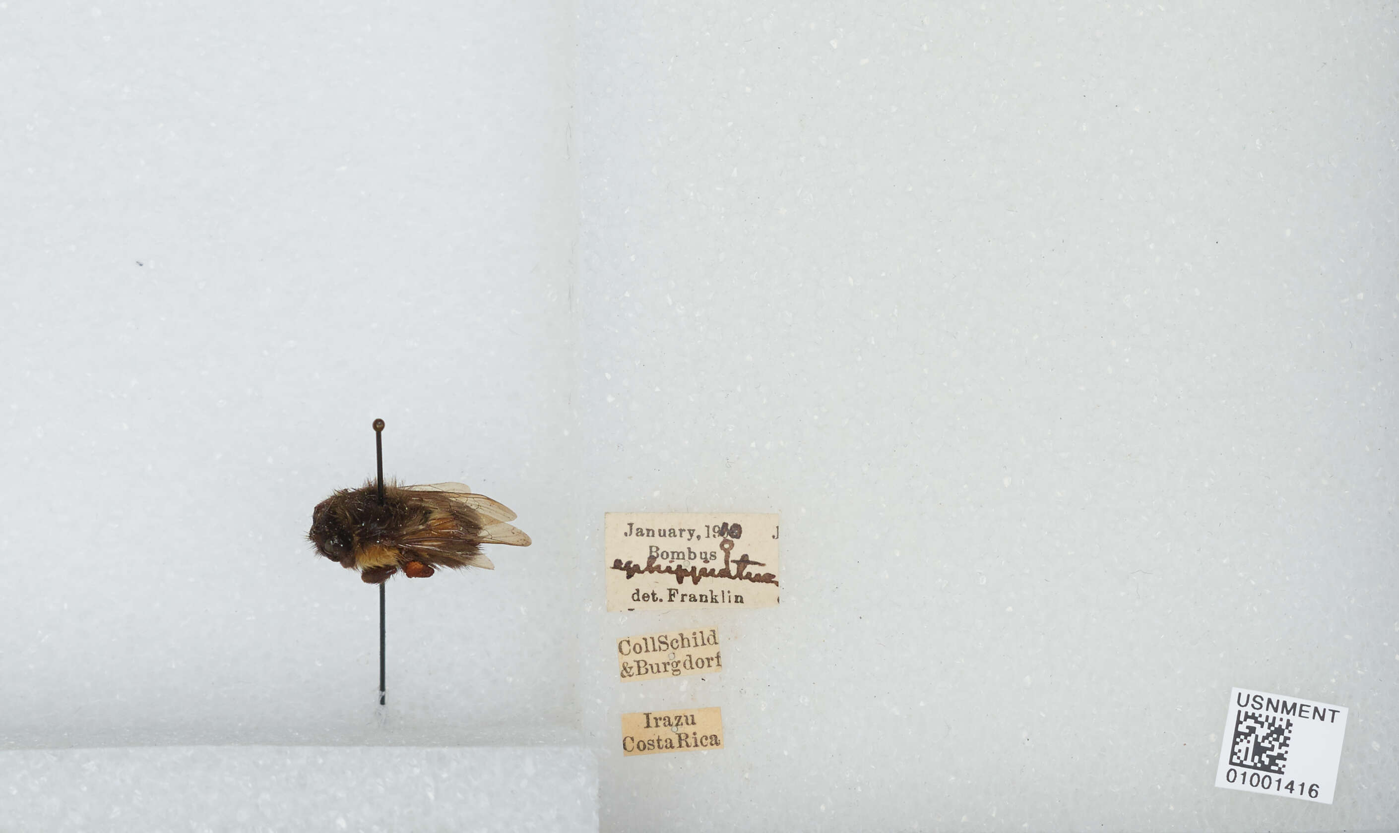 Bombus ephippiatus Say 1837 resmi