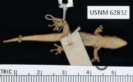 Lygodactylus grotei Sternfeld 1911 resmi