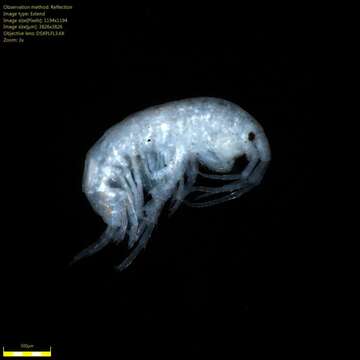 Image of Amphipoda