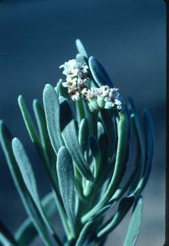 Imagem de Tournefortia gnaphalodes (L.) R. Br.