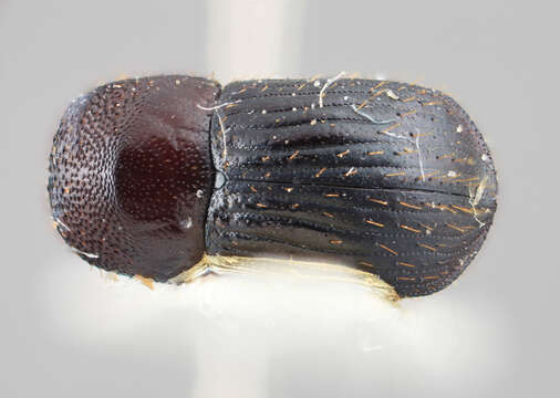 Image of Xyleborus mimicus Wood 2007