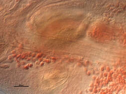 Image de Acanthocotyle pacifica Bonham & Guberlet 1938