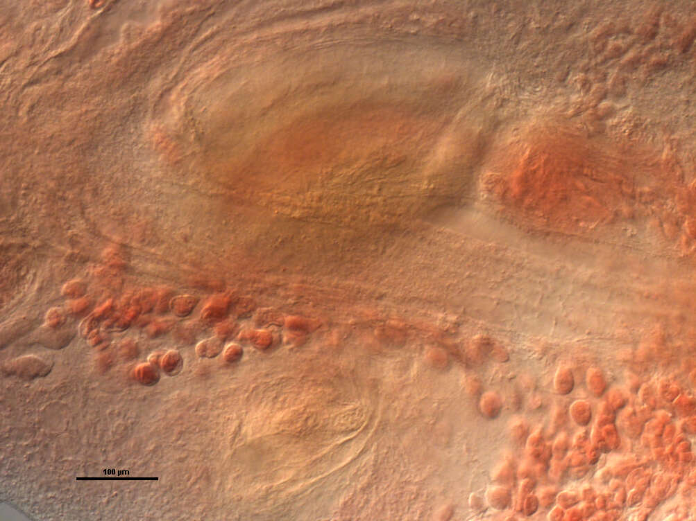 Image de Acanthocotyle pacifica Bonham & Guberlet 1938