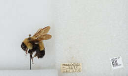 Слика од Bombus affinis Cresson 1864