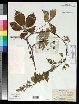 Image of Virginia creeper