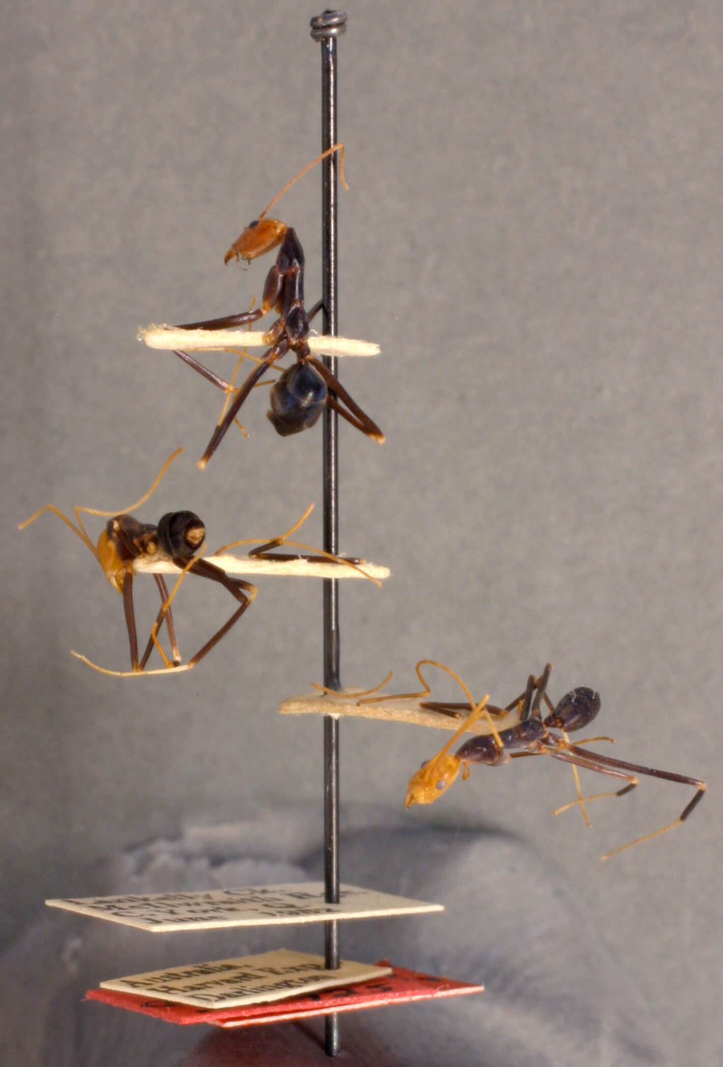 Image of Leptomyrmex darlingtoni Wheeler 1934