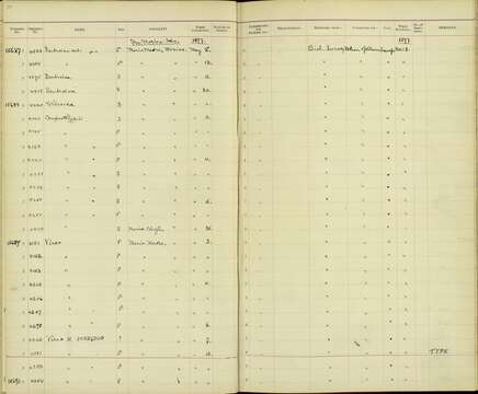 صورة Vireo hypochryseus sordidus Nelson 1898