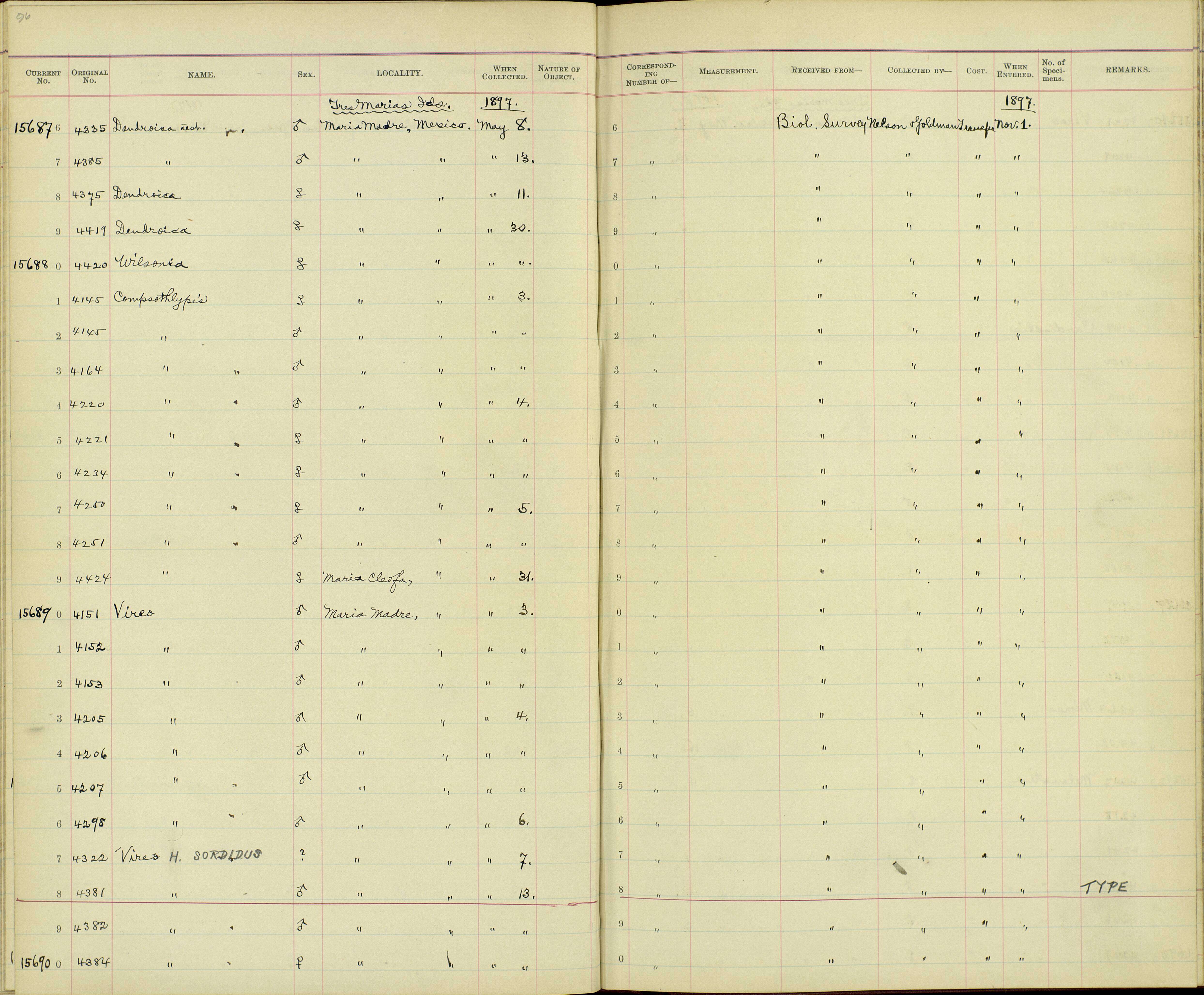 صورة Vireo hypochryseus sordidus Nelson 1898