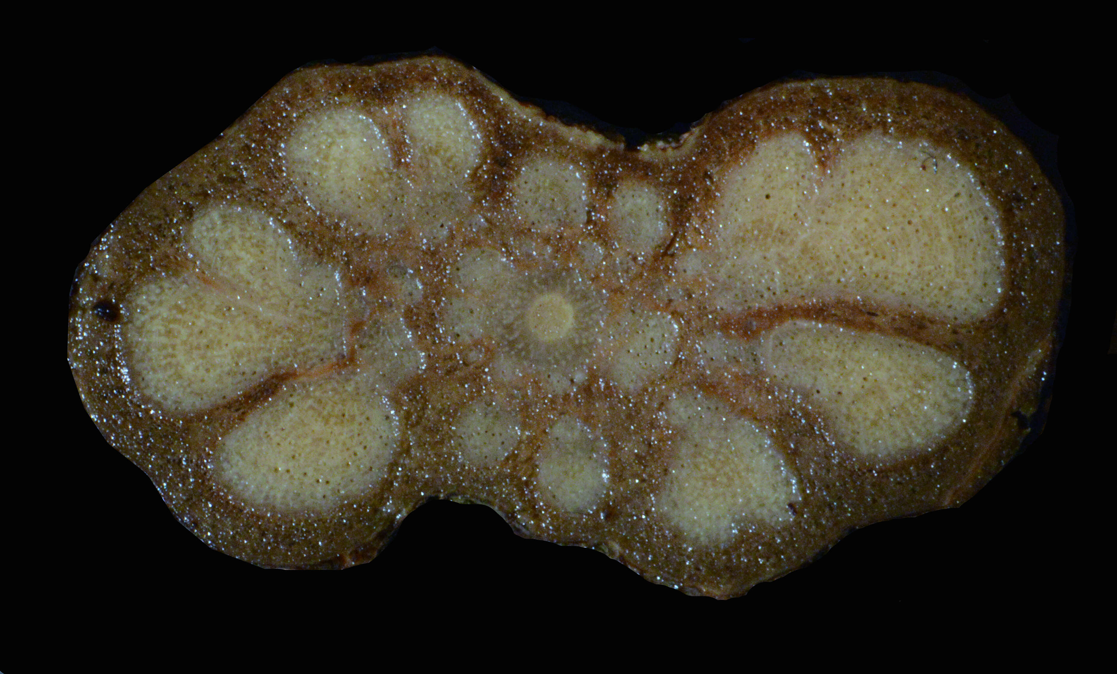 Image of Mascagnia cordifolia (A. Juss.) Griseb.