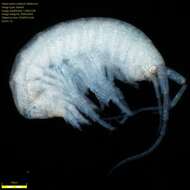 Image of Amphipoda