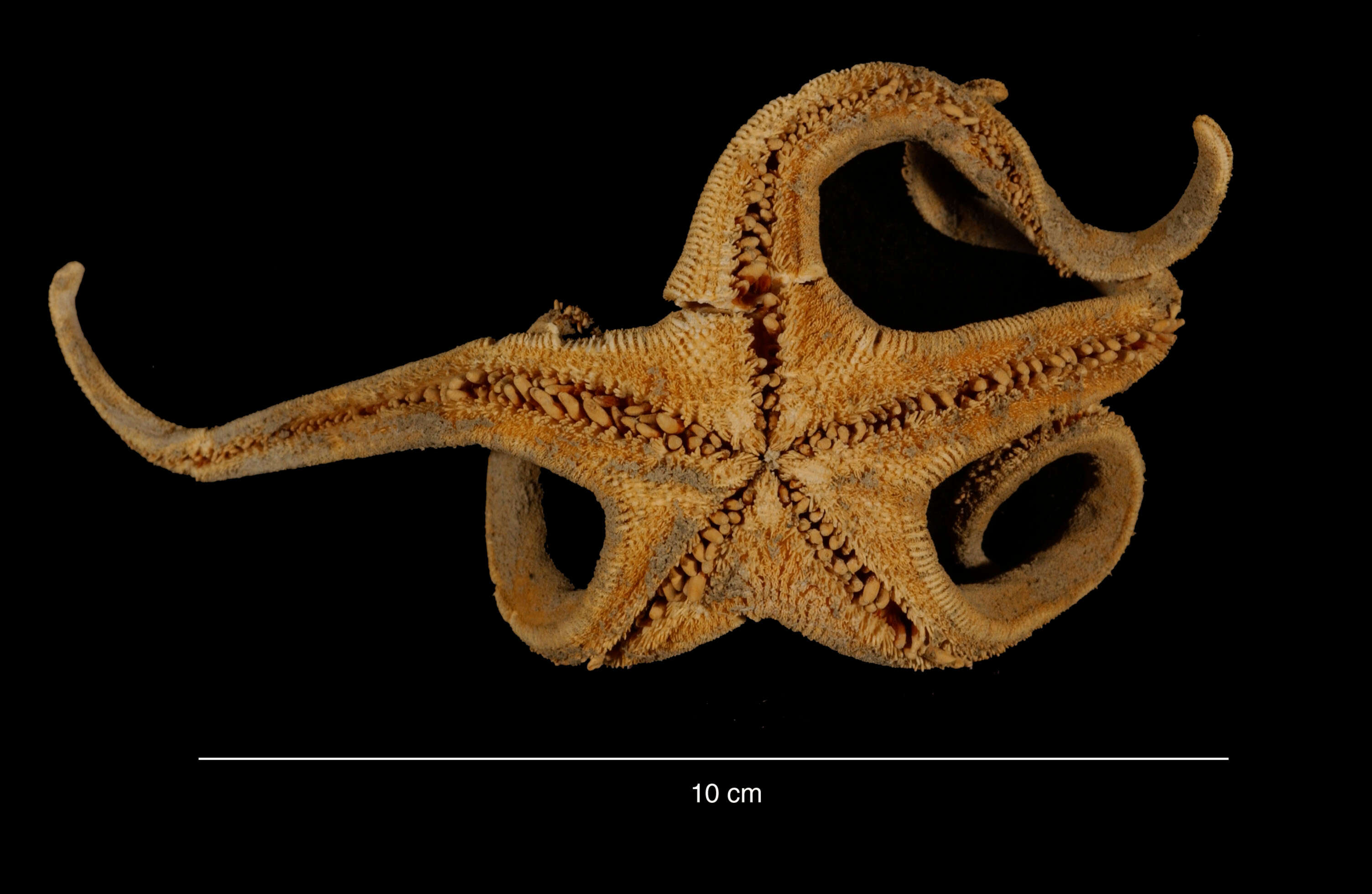 Image of Leptychaster flexuosus (Koehler 1920)