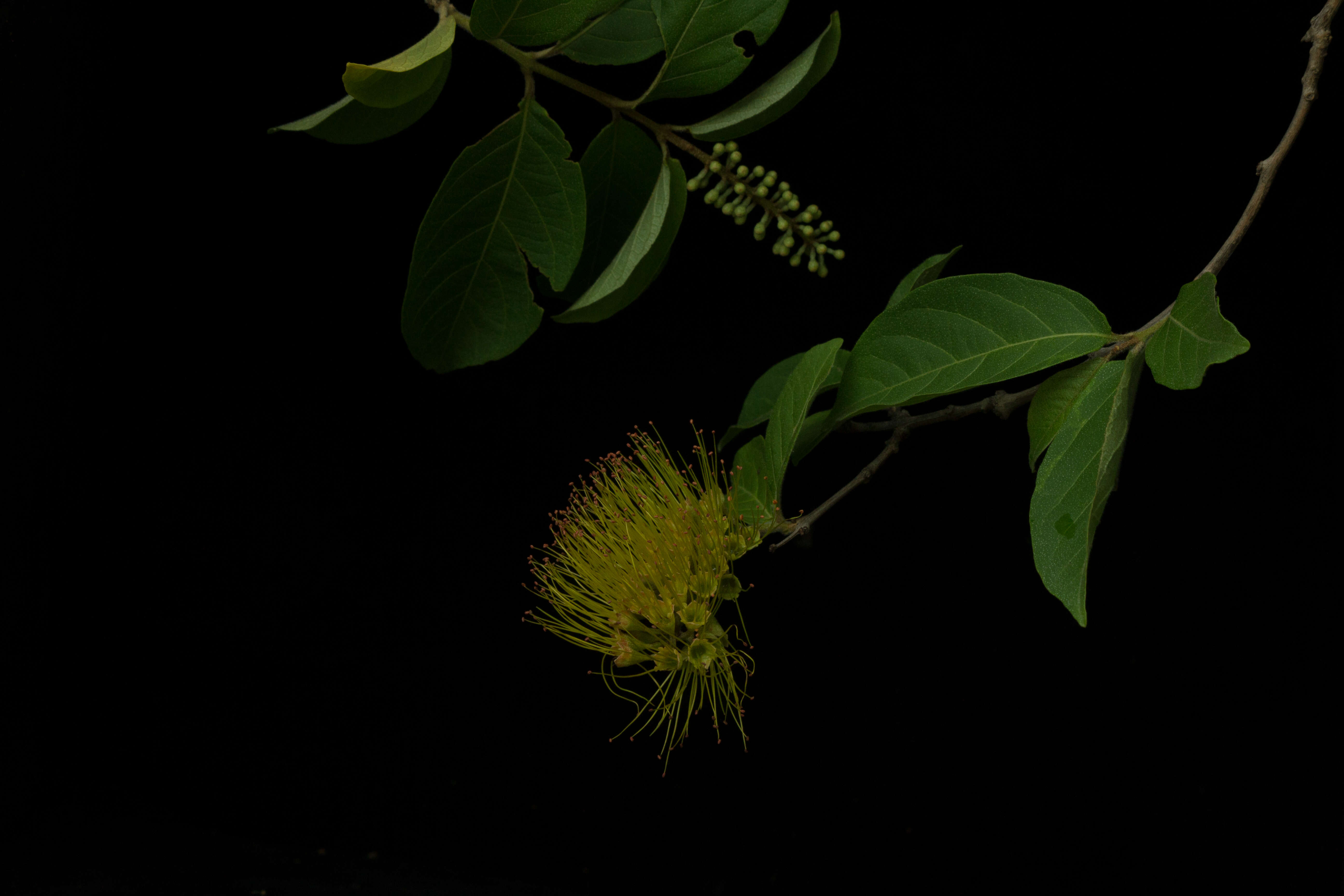 Image of Combretum fruticosum (Loefl.) Stuntz