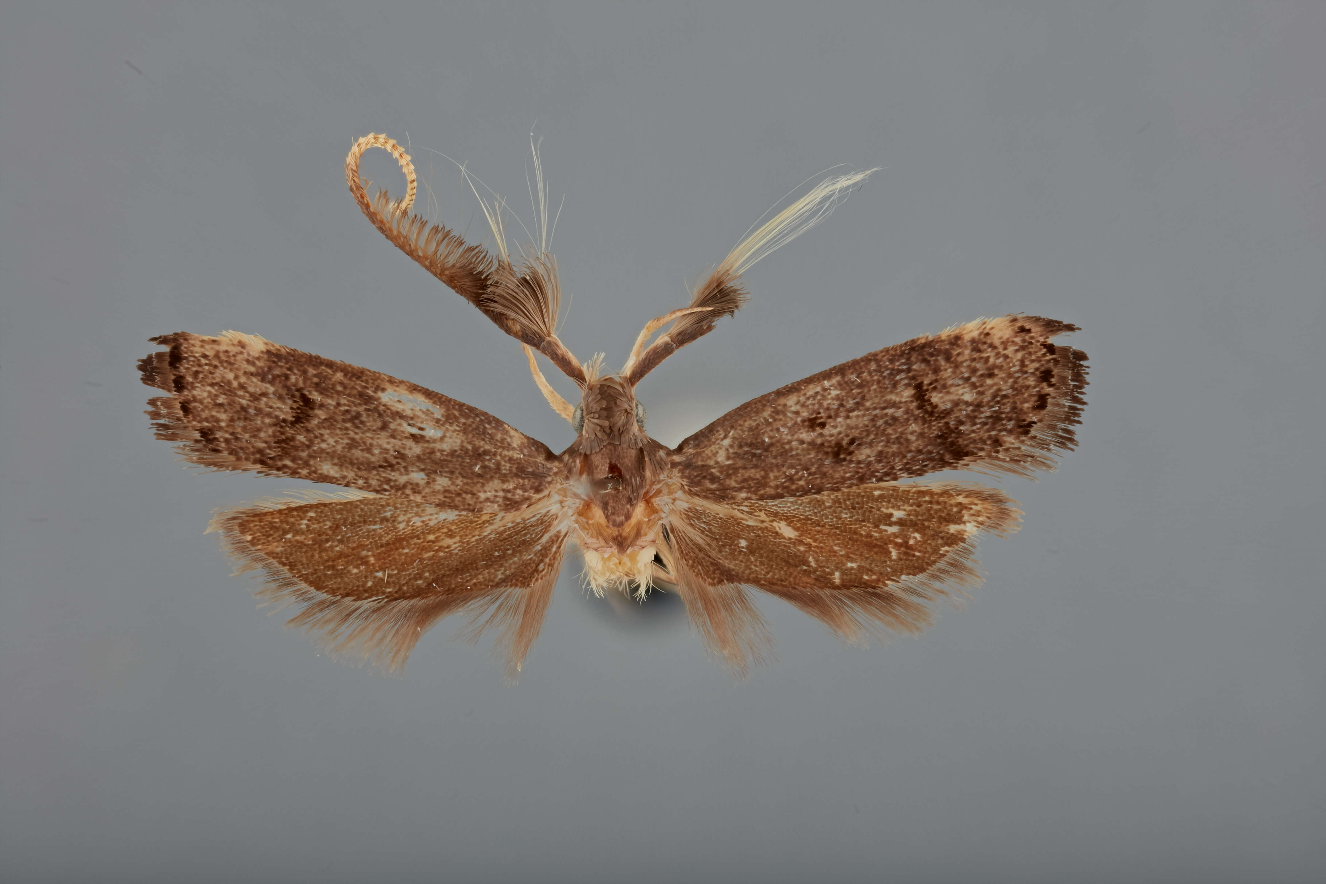 Image of Neopectinimura setiola Park & Byun 2010