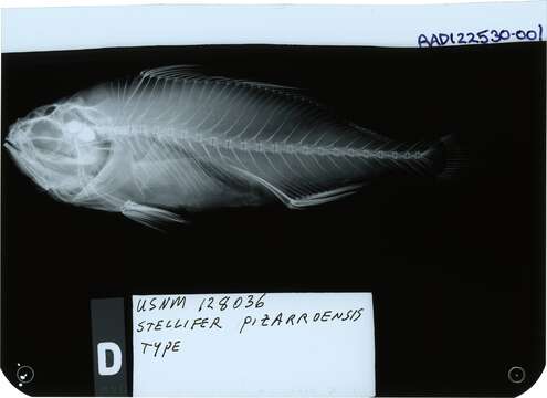 Image of Pizzaro stardrum