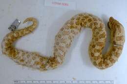 Image of Dusty Hognose Snake