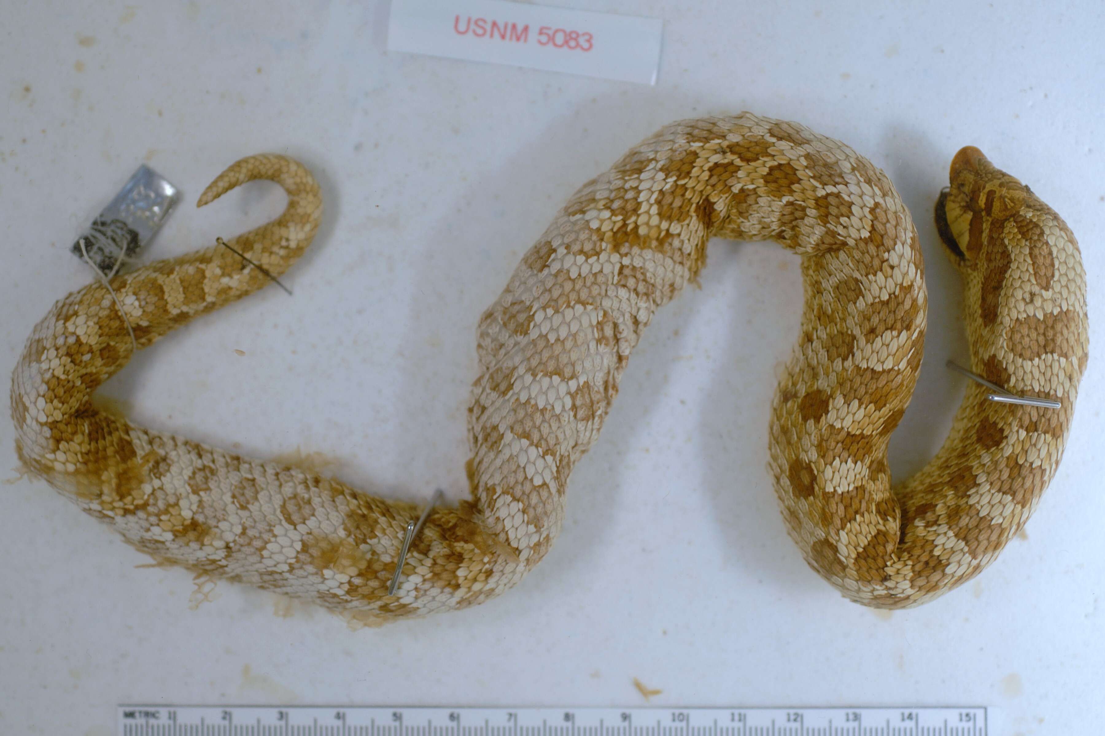 Image of Dusty Hognose Snake