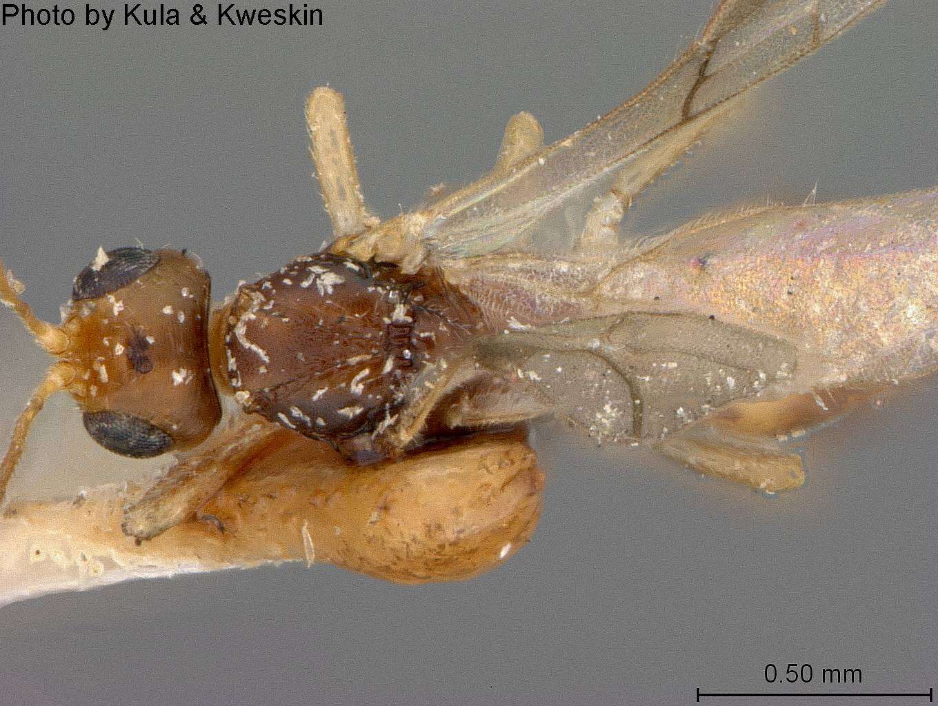 Image of Aivalykus nearcticus Marsh 1965