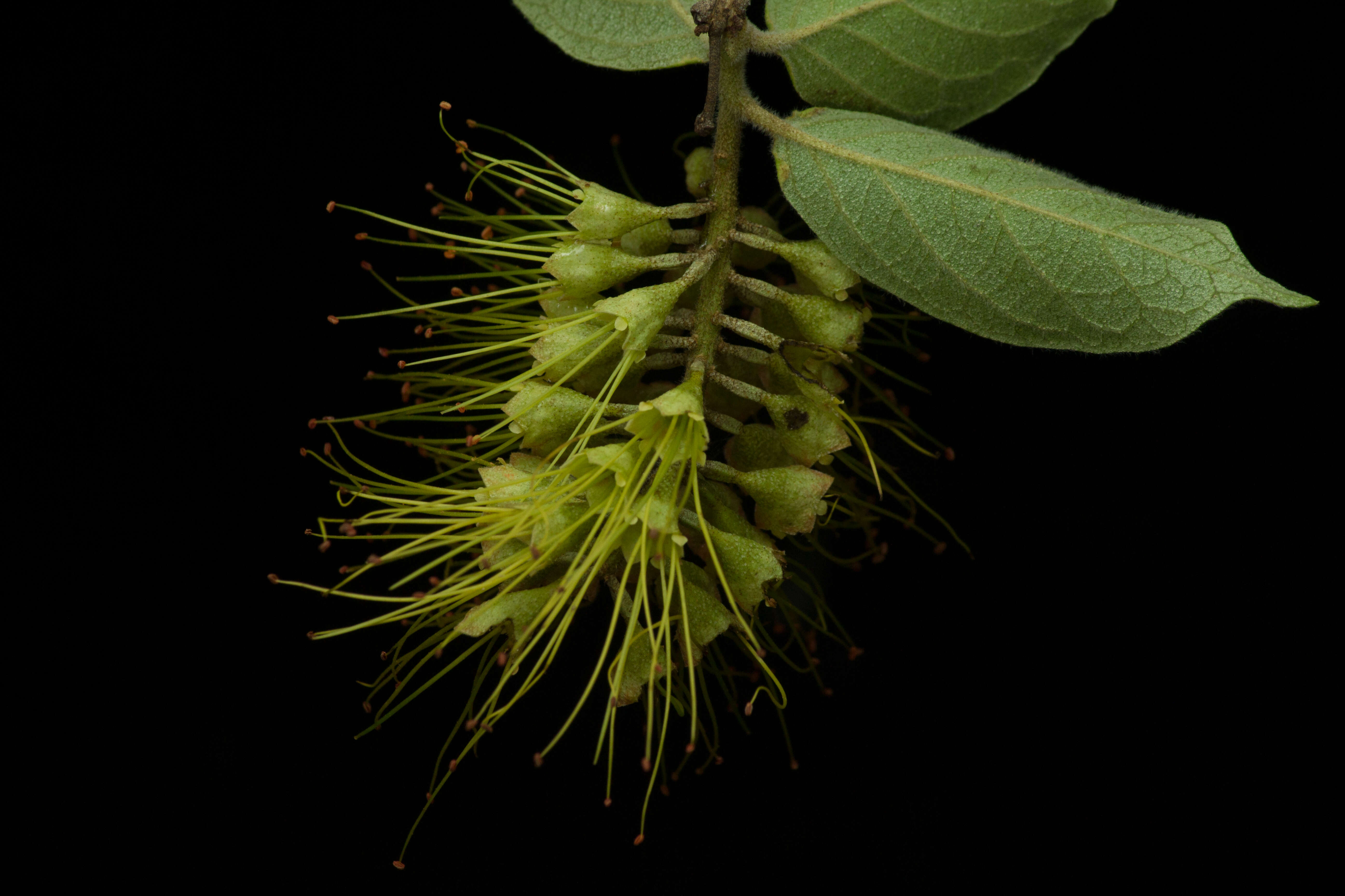 Image of Combretum fruticosum (Loefl.) Stuntz