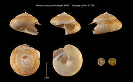 Image de Bayerotrochus pyramus (Bayer 1967)