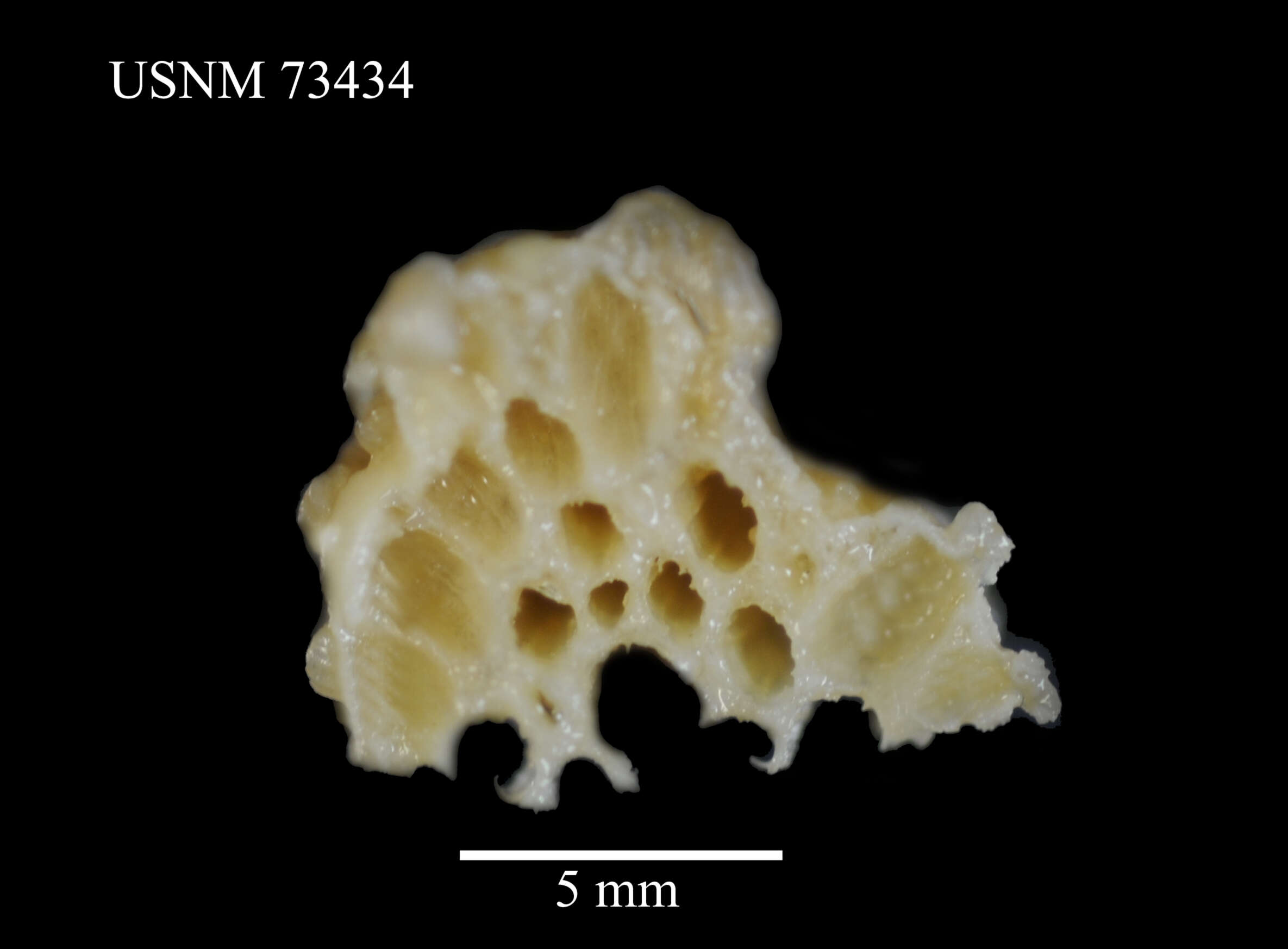 Image of Alcyonium patagonicum (May 1899)