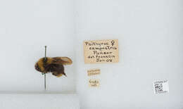 Image of Bombus campestris (Panzer 1801)