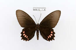 Parides panthonus (Cramer (1780)) resmi