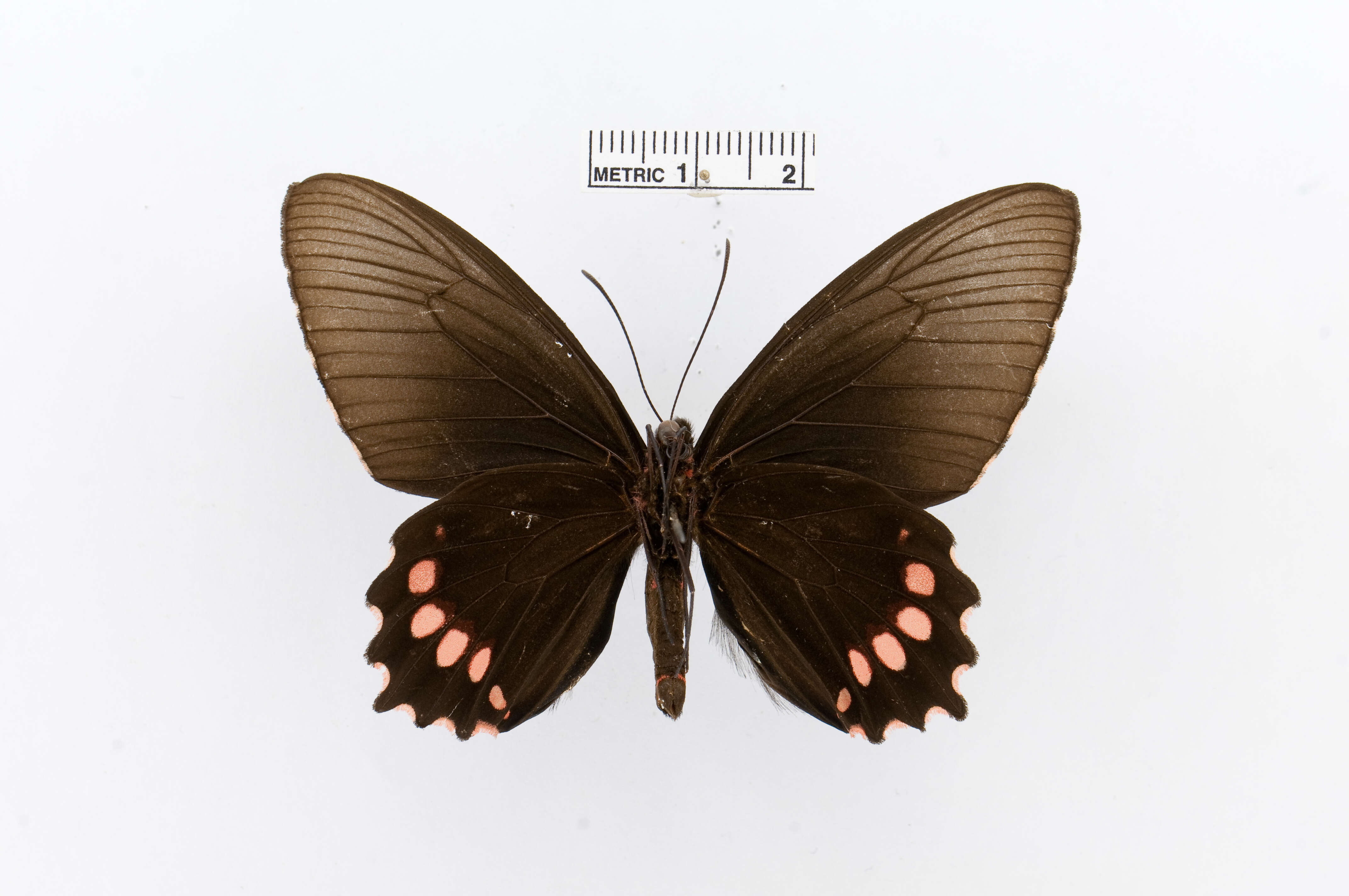 Sivun Parides panthonus (Cramer (1780)) kuva