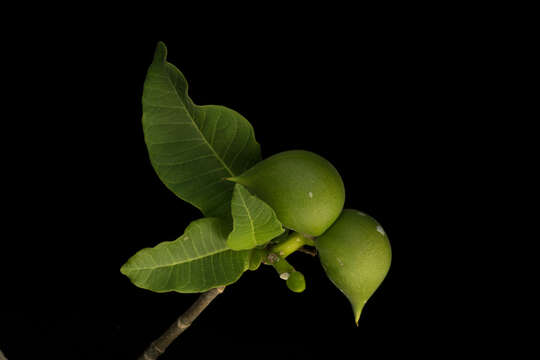 Image de Tabernaemontana odontadeniiflora A. O. Simões & M. E. Endress