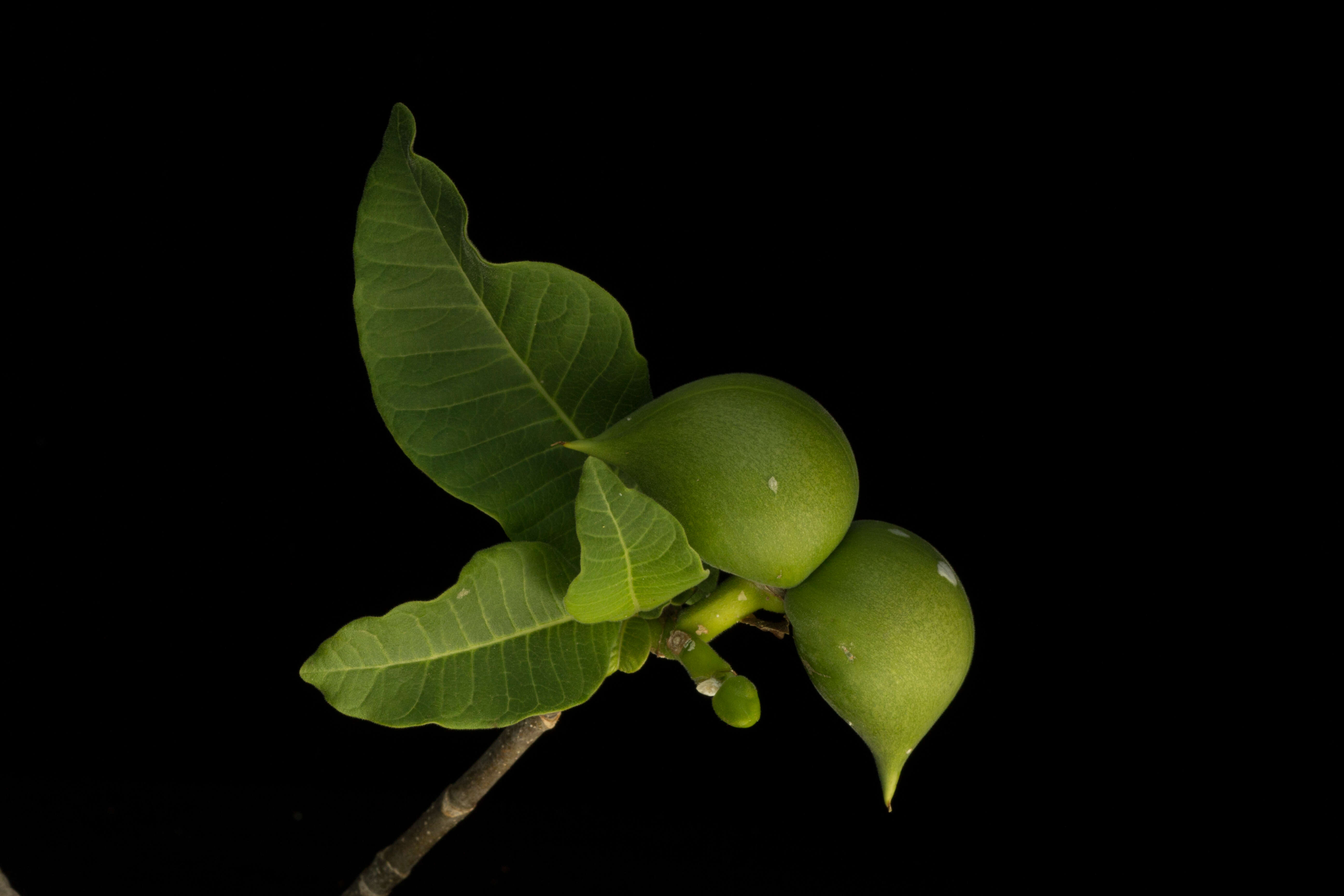 Sivun Tabernaemontana odontadeniiflora A. O. Simões & M. E. Endress kuva