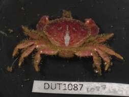 Image de Glebocarcinus oregonensis (Dana 1852)