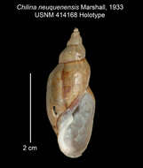 Image of Chilina neuquenensis W. B. Marshall 1933