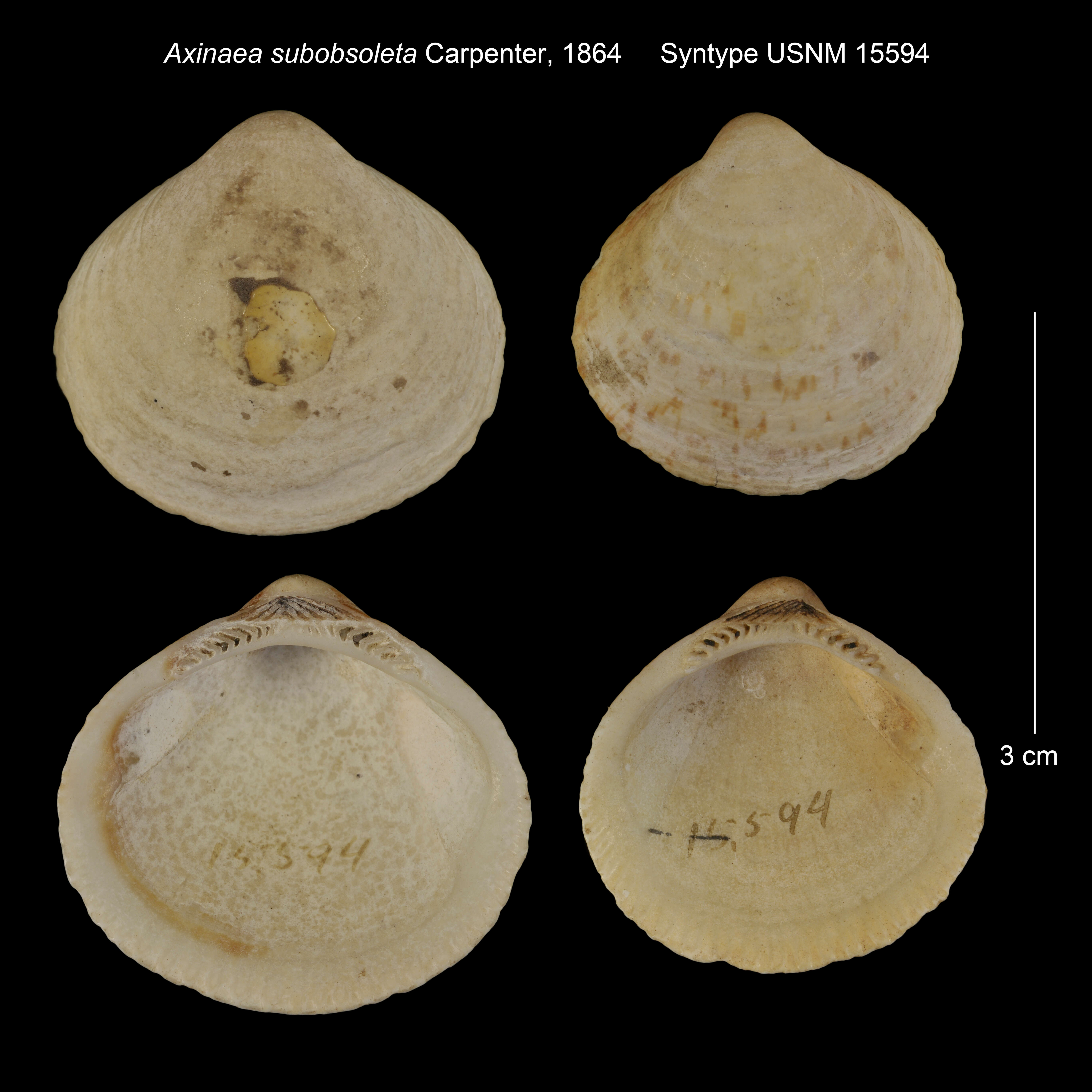 Image of Axinaea subobsoleta Carpenter 1864