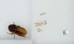 Image of Bombus eximius Smith 1852