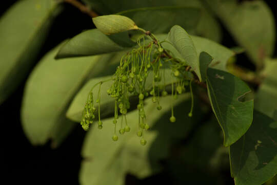 Image of <i>Phyllanthus mocinianus</i>